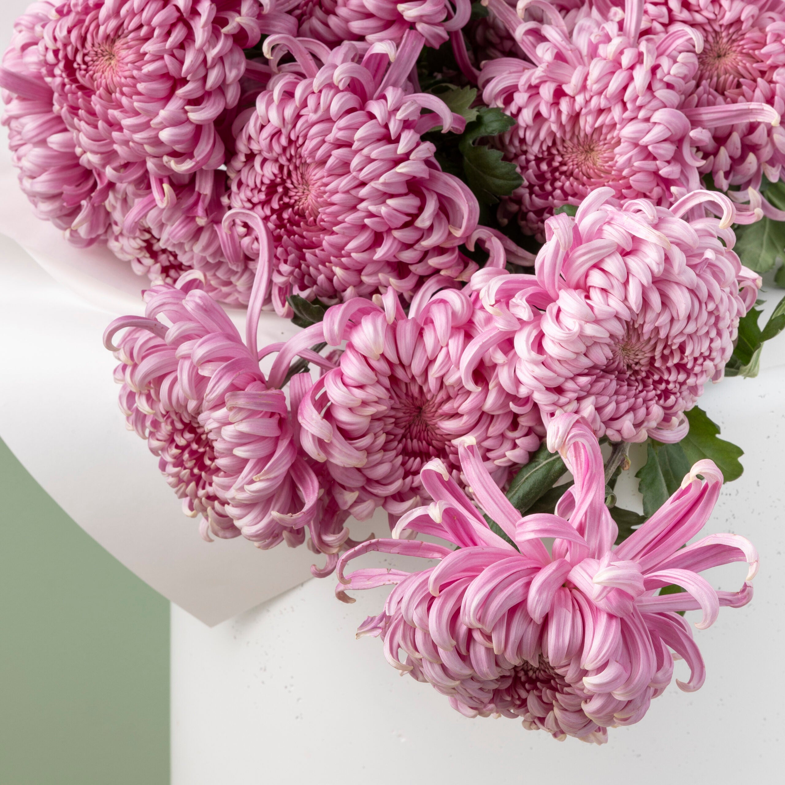 Chrysanthemum Disbud image 1