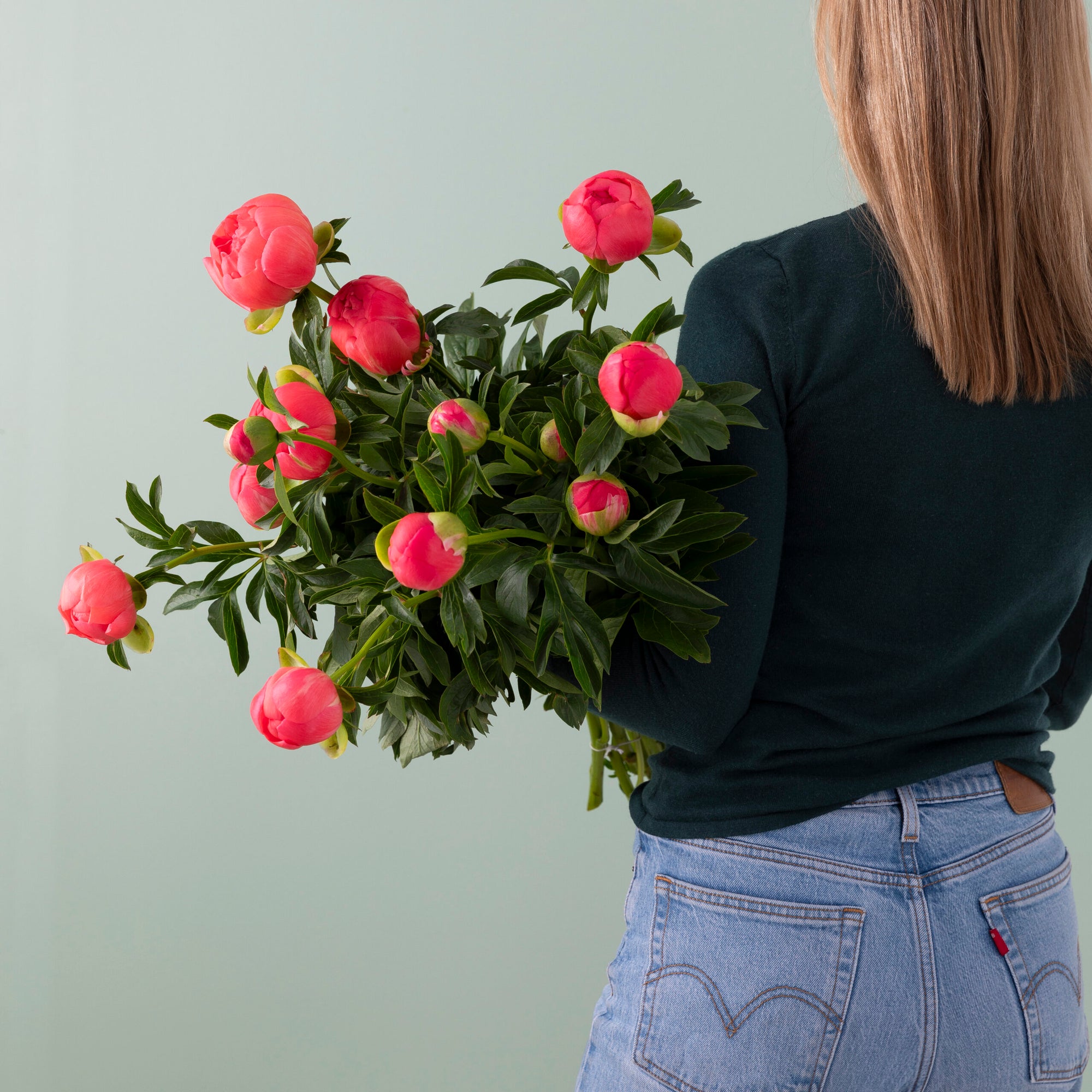 Peonies image 0