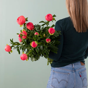 Peonies image 0