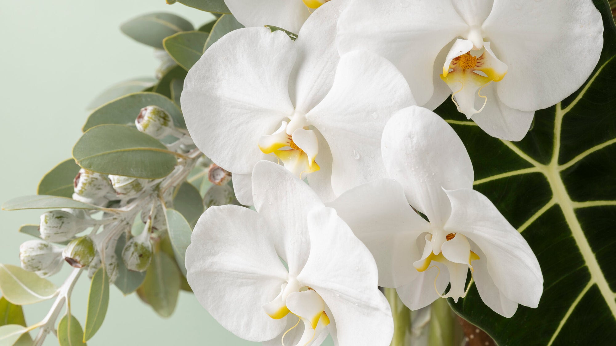 Botanical image 1