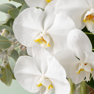 Botanical image 1