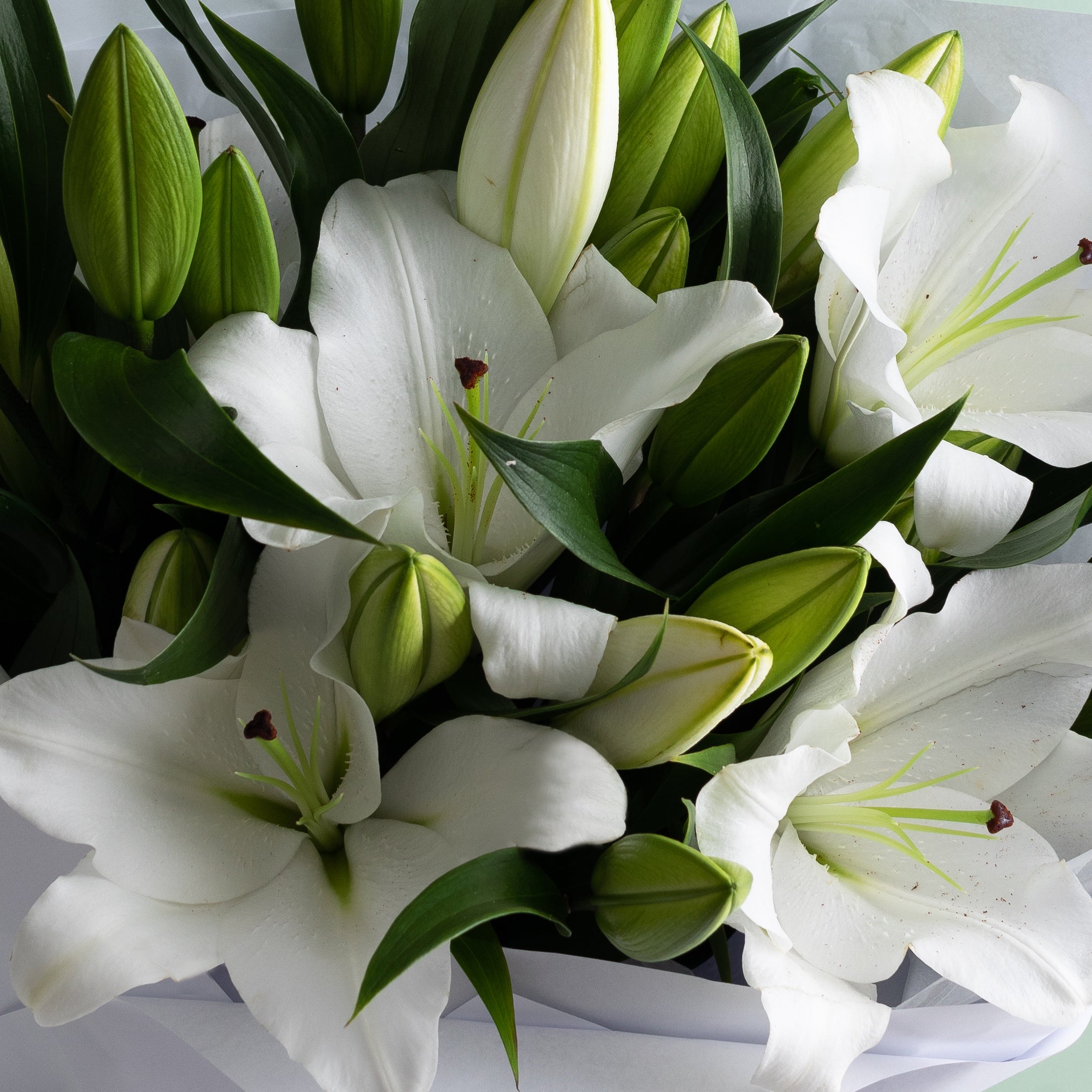 Oriental Lily image 1