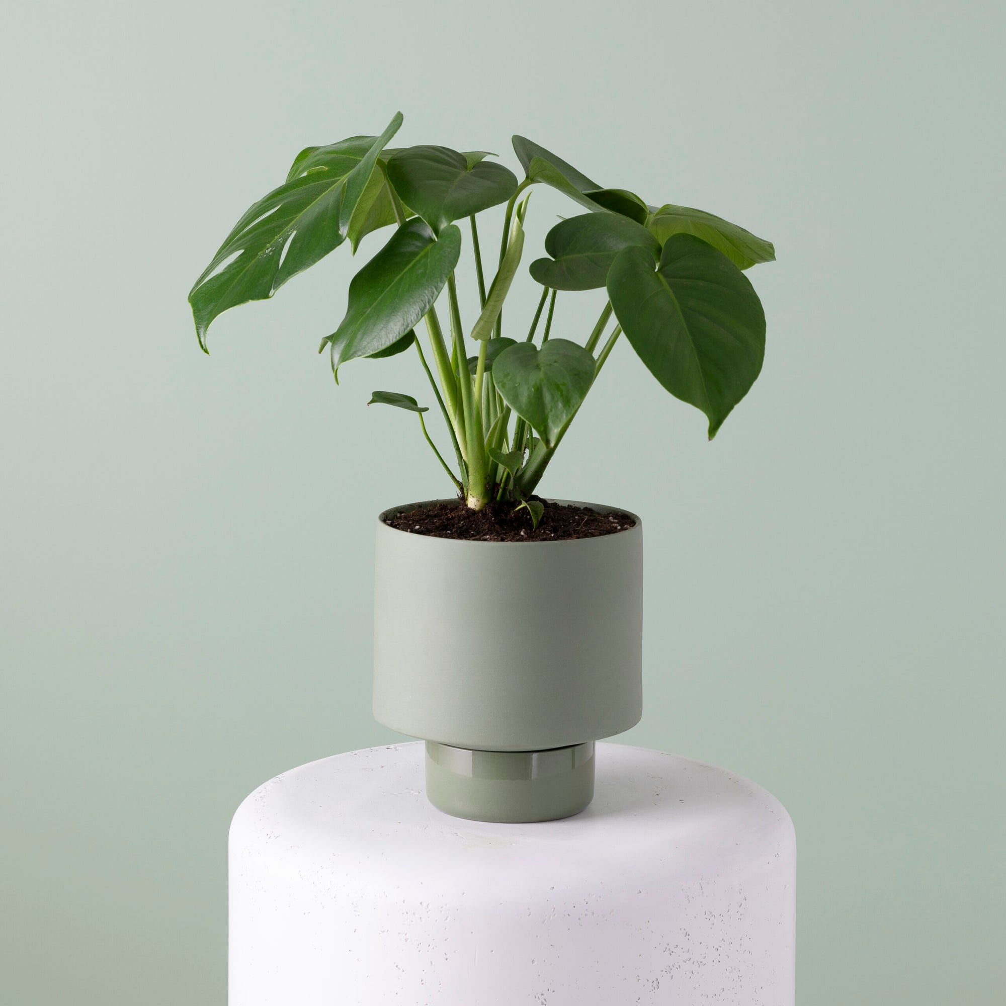 Potted Florist Choice Plant image 0