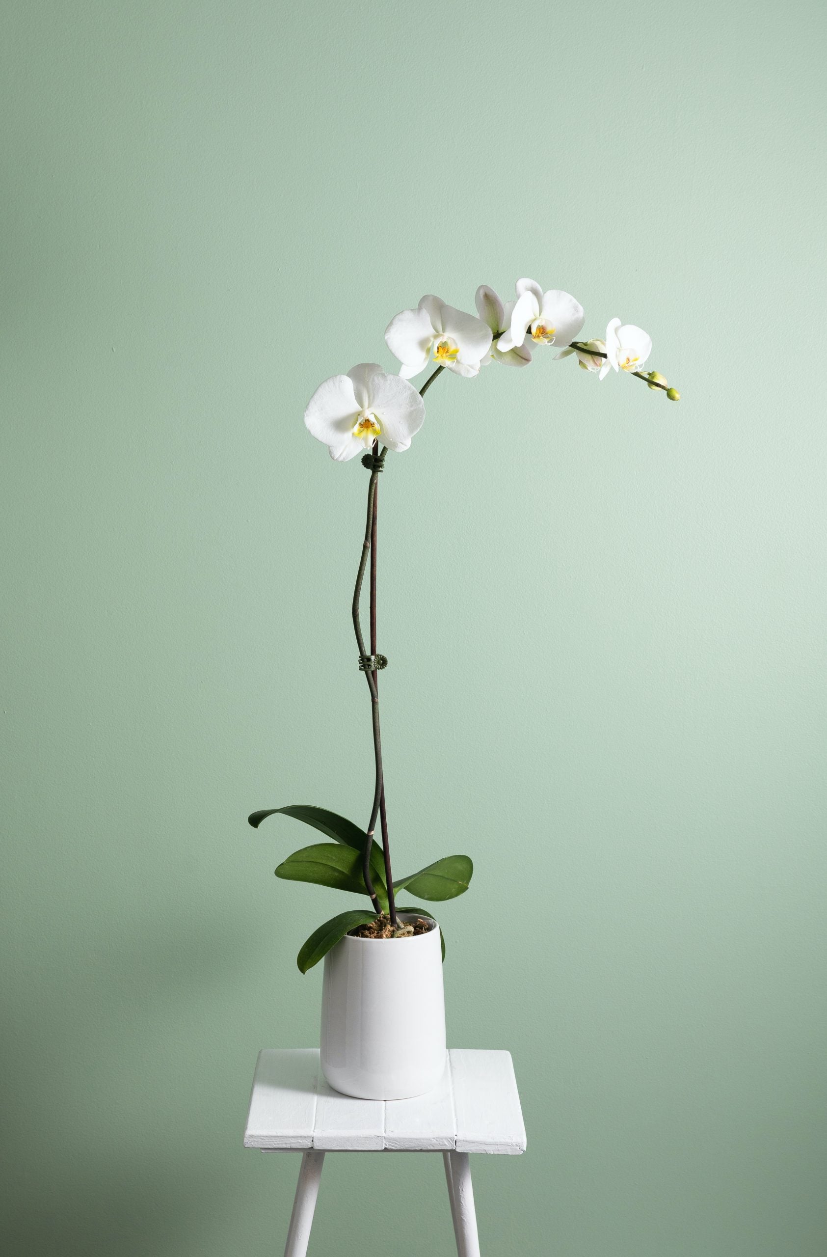 Phalaenopsis Plant image 0