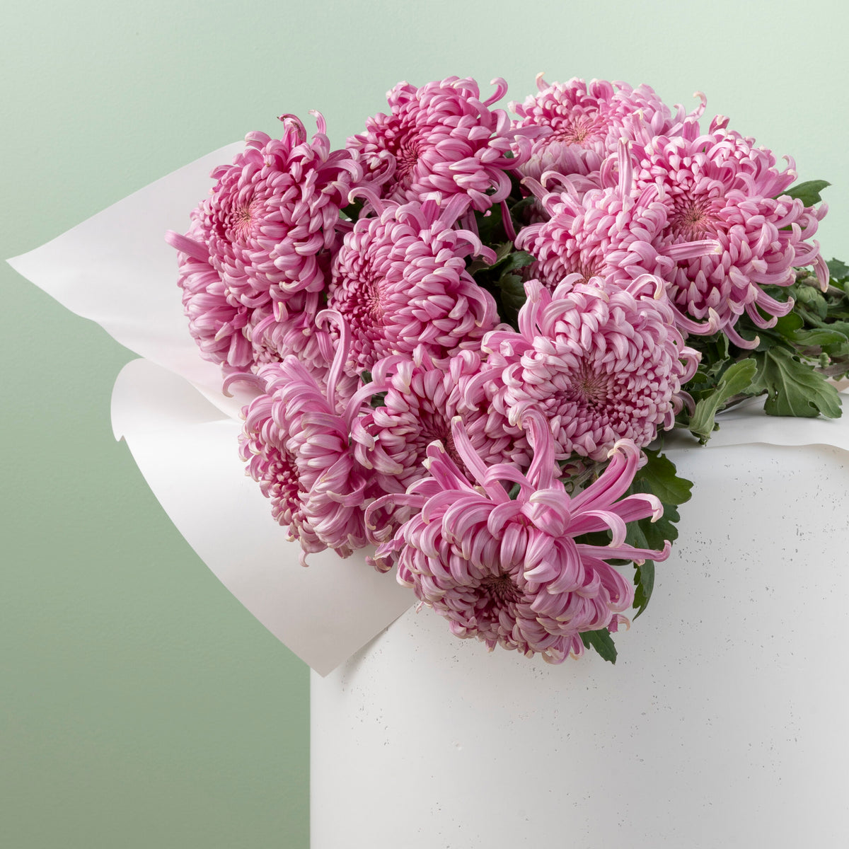 Chrysanthemum Disbud image 0