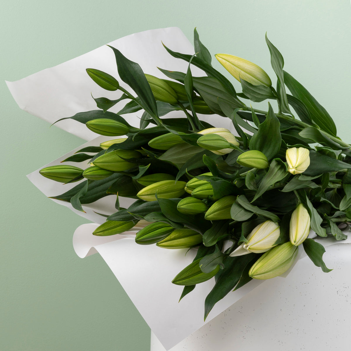 Oriental Lily image 0