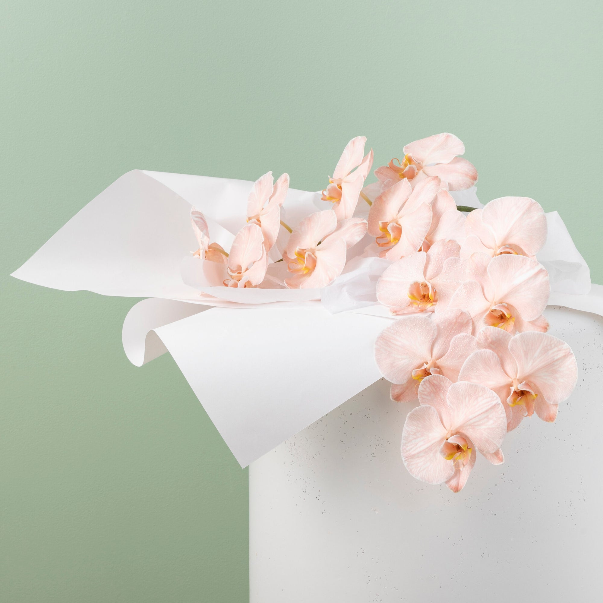 Phalaenopsis Orchid image 0