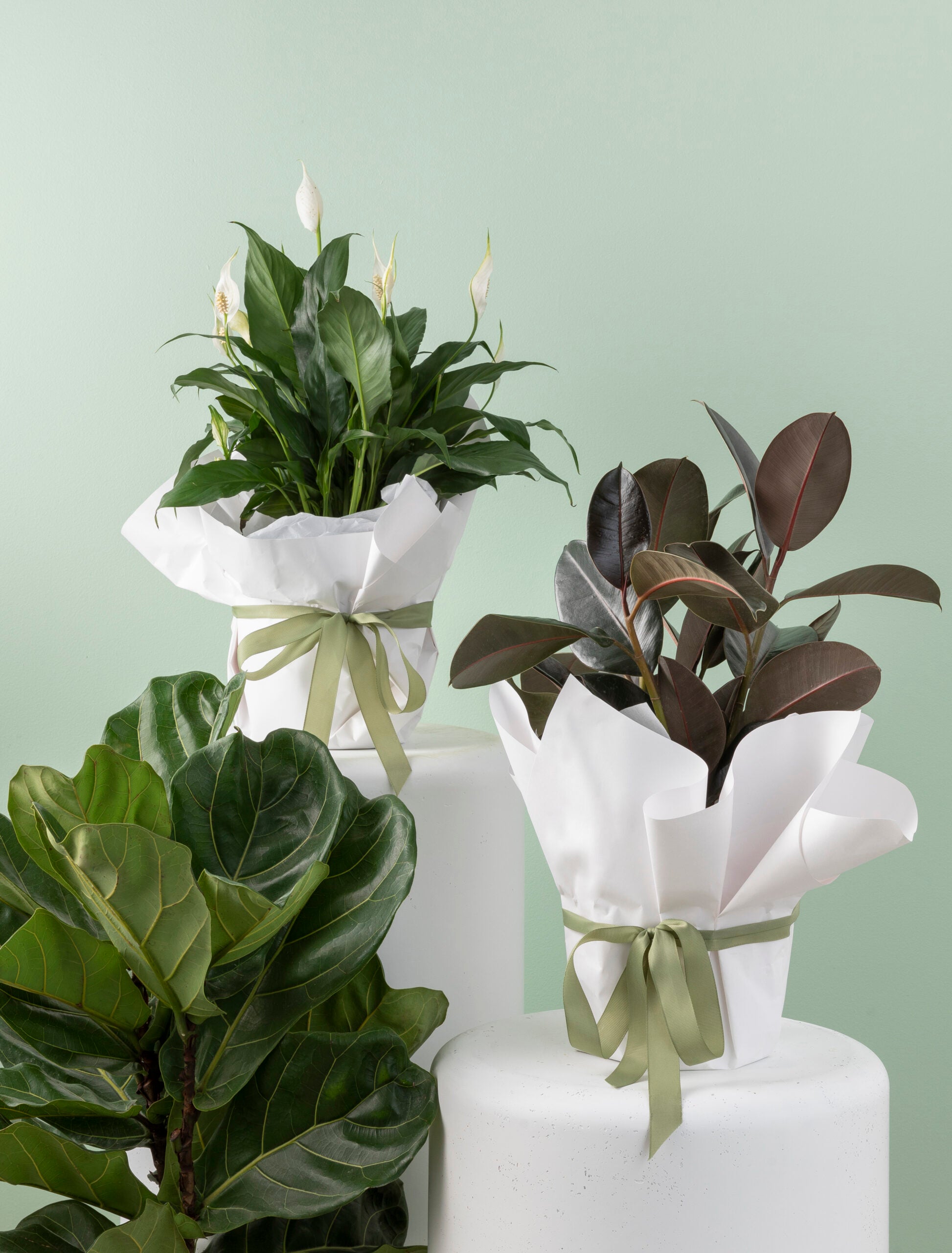 Florist Choice Plant image 0