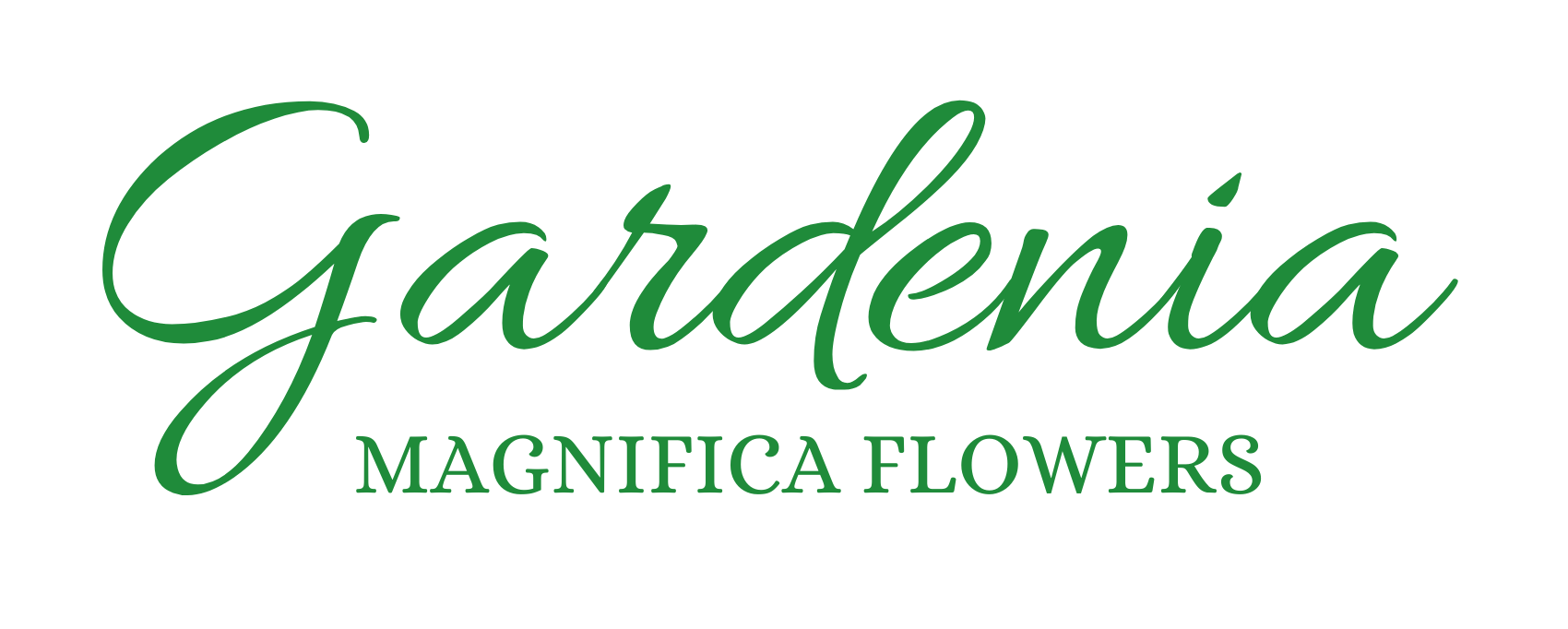 Gardenia Magnifica Ballarat Florist